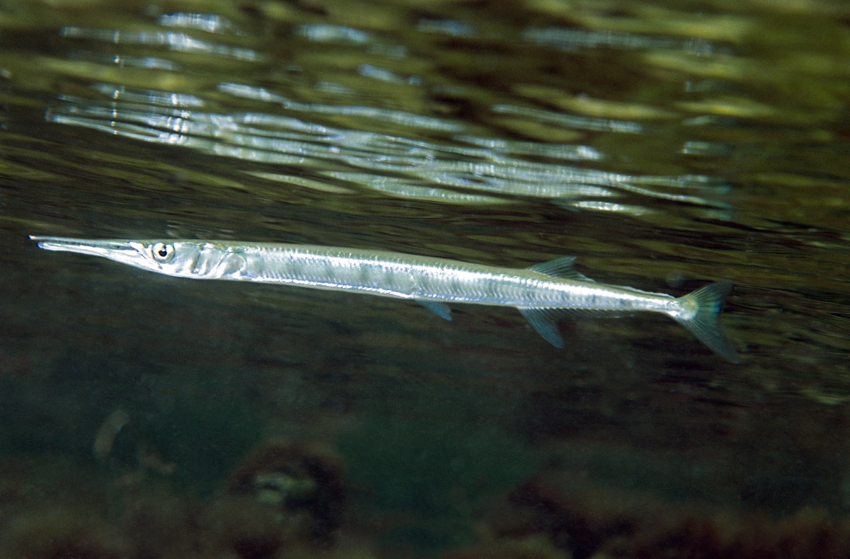 Needlefish (Strongylura marina)