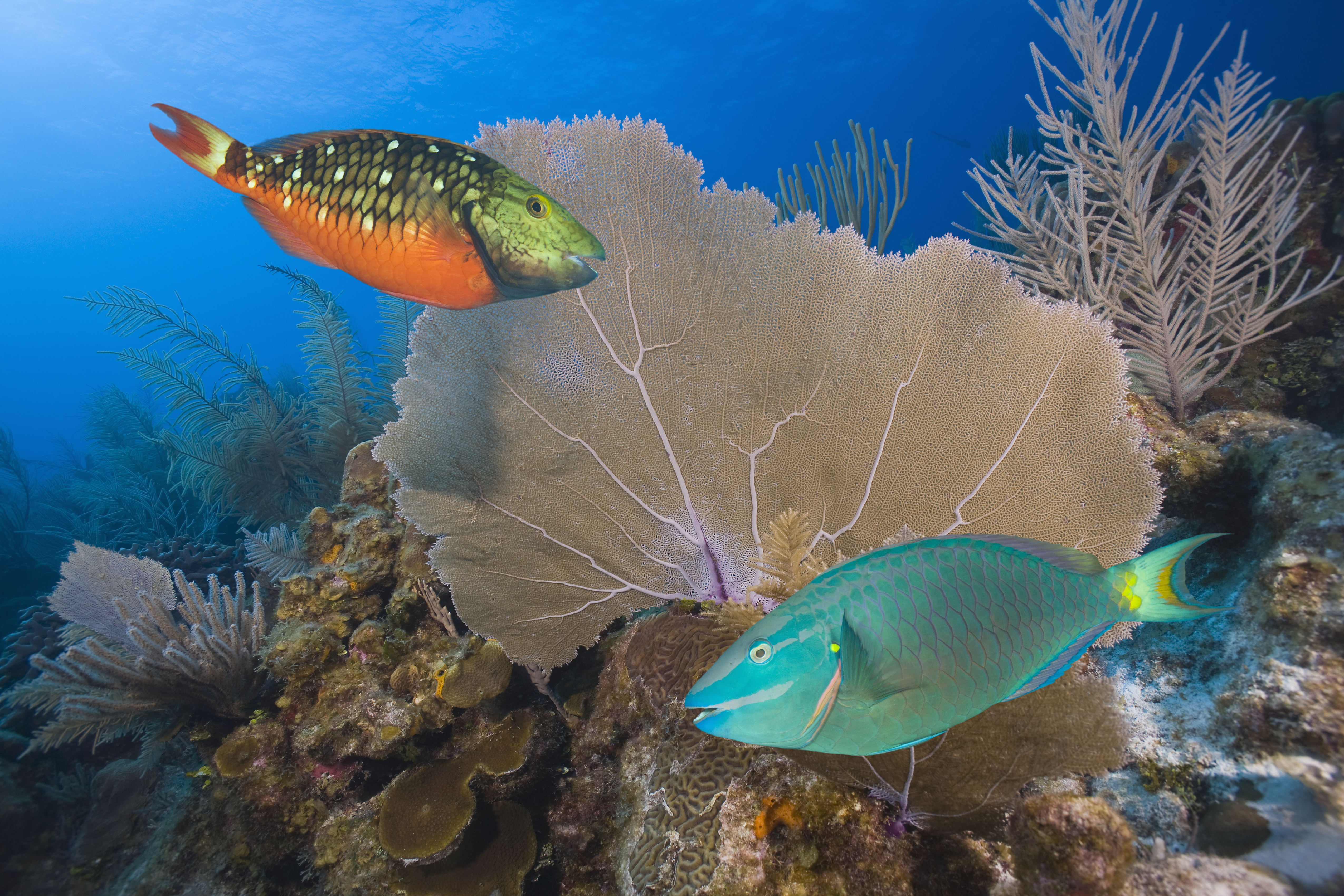 Stoplight Parrotfish (Scarus virude)