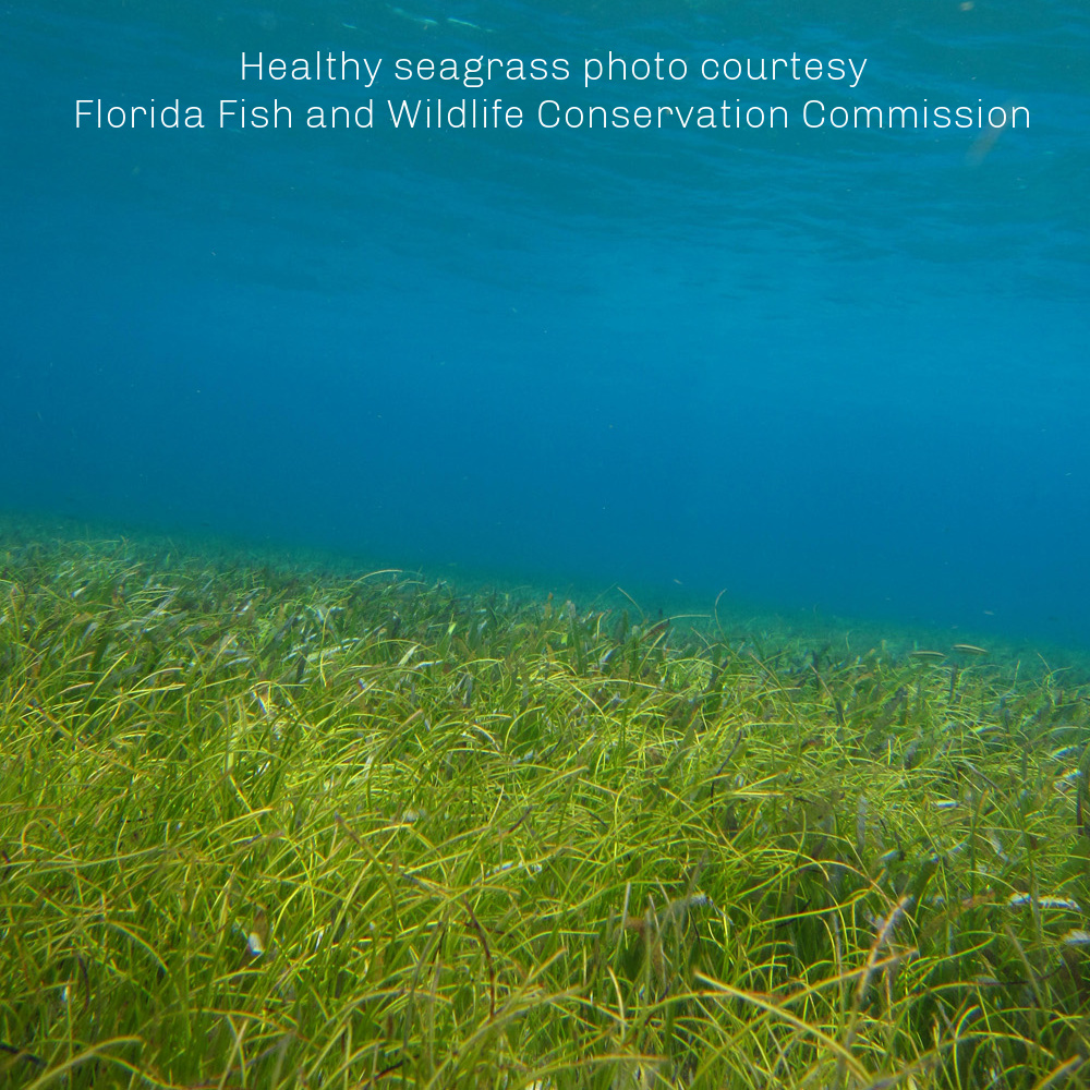 Square%20photo%20-%20healthy%20seagrass%20by%20FWC.jpg