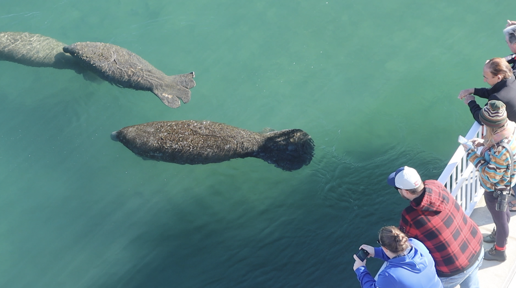 Visitors%20to%20Manatee%20Lagoon%20view%20manatee%20with%20injured%20tail.png