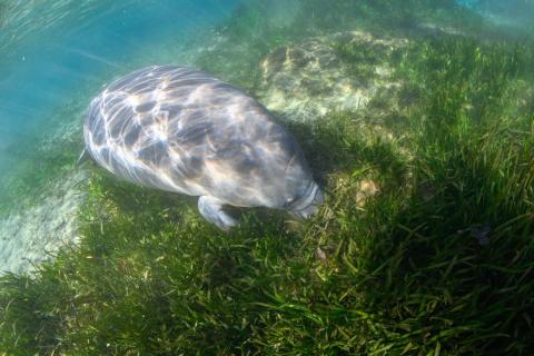 Manatee eating seagrass - image by Carol Grant/Oceangrant Images