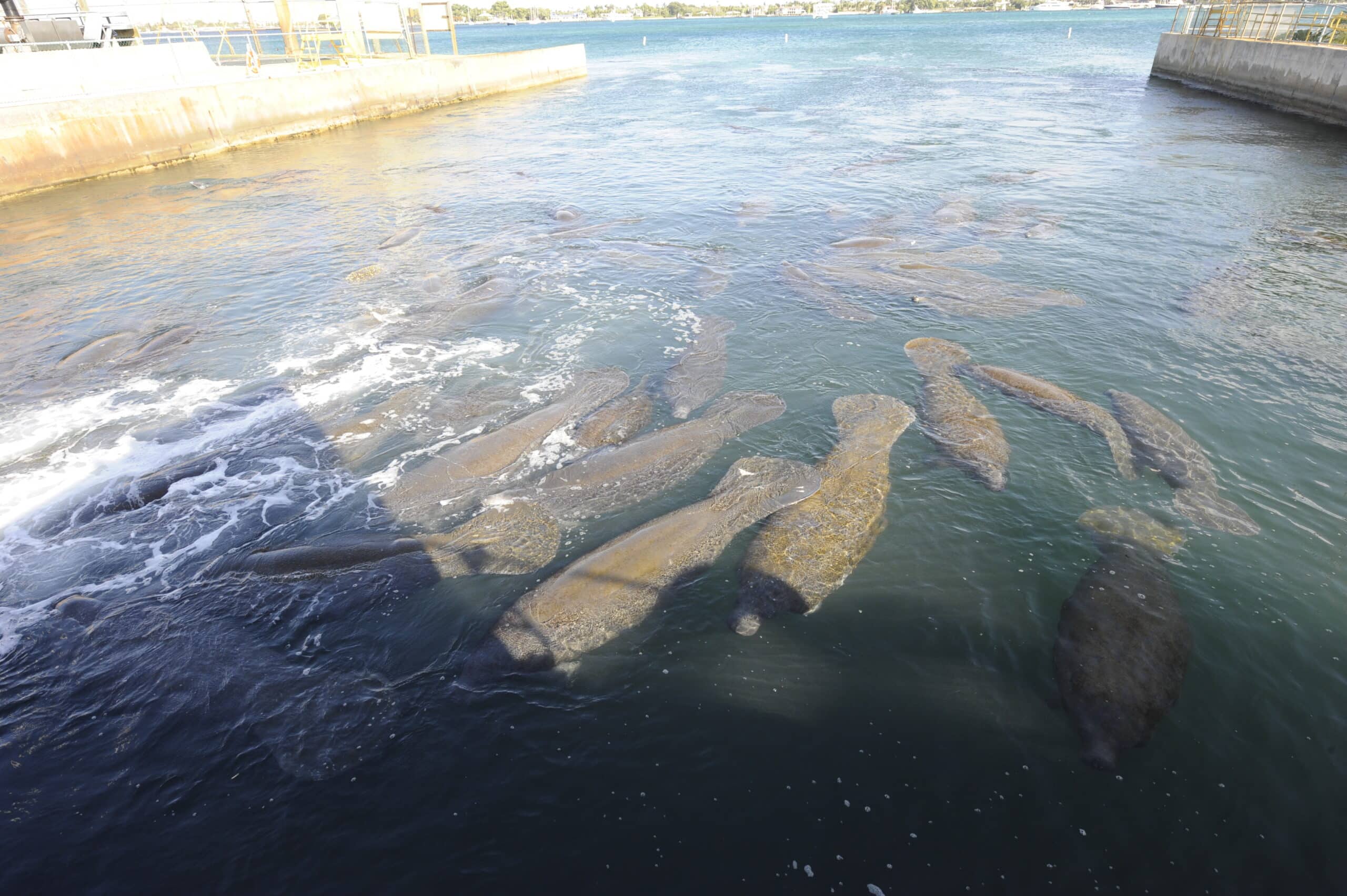 www.visitmanateelagoon.com
